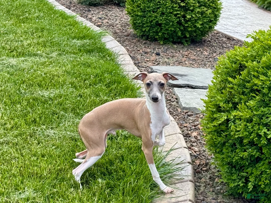 Italian Greyhound dogs for sale: Gerald - Ad 2