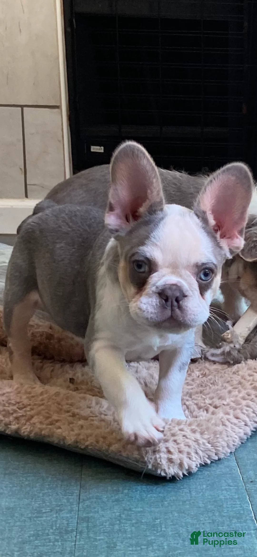 French Bulldog dogs for sale: French Bulldog Puppy 1 - Ad 4