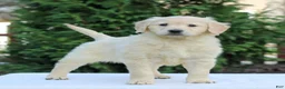 Golden Retriever dogs for sale: Ruby  - Ad 2