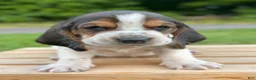 Basset Hound dogs for sale: Arnold - Ad 7