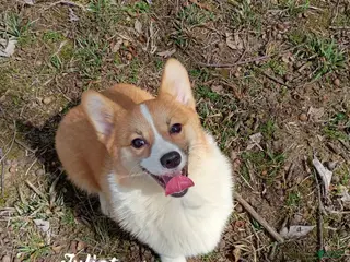 Welsh Corgi Pembroke dogs Welsh Corgi Pembroke Puppy 3 - Ad 2