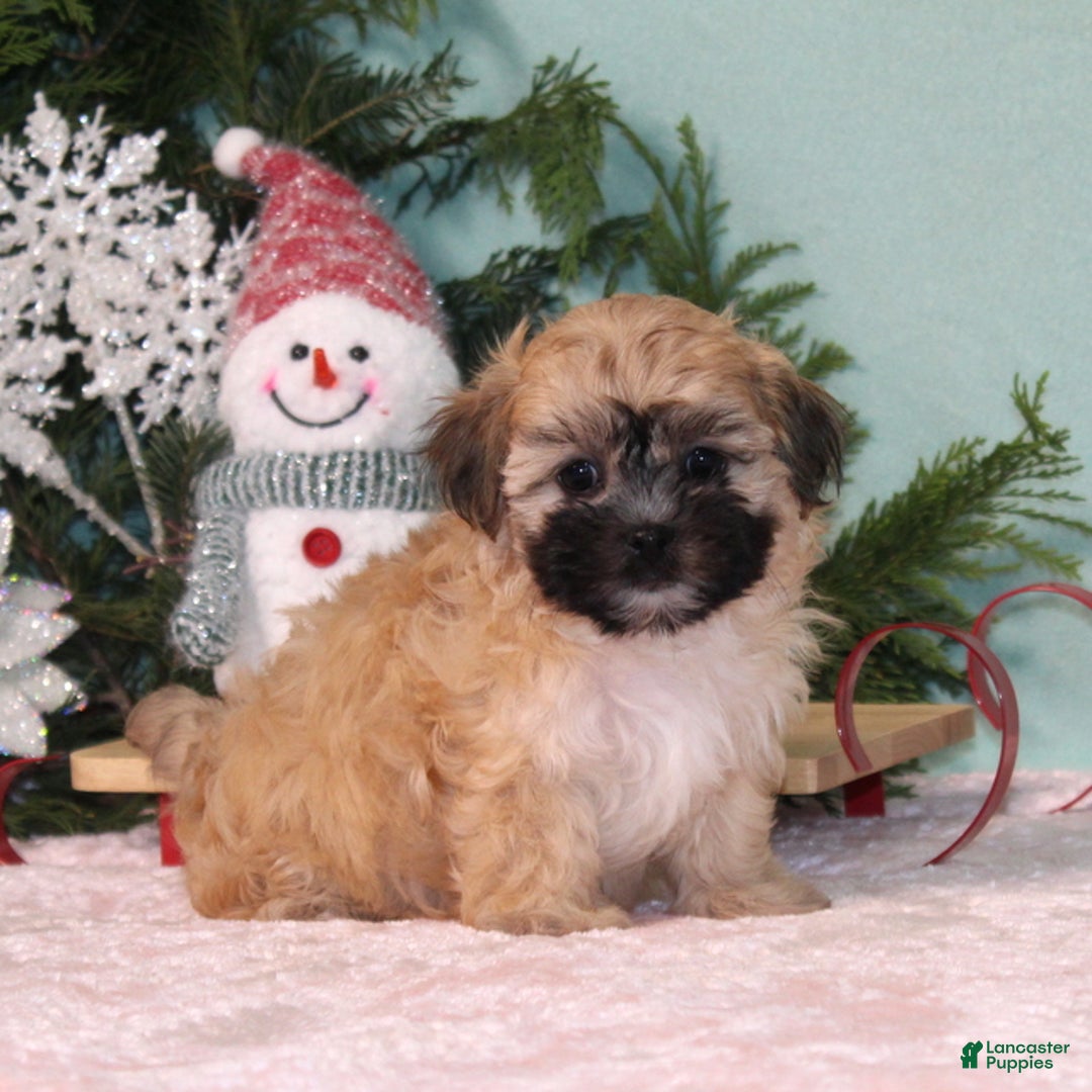 Teddy Bear dogs for sale: Koko - Ad 2