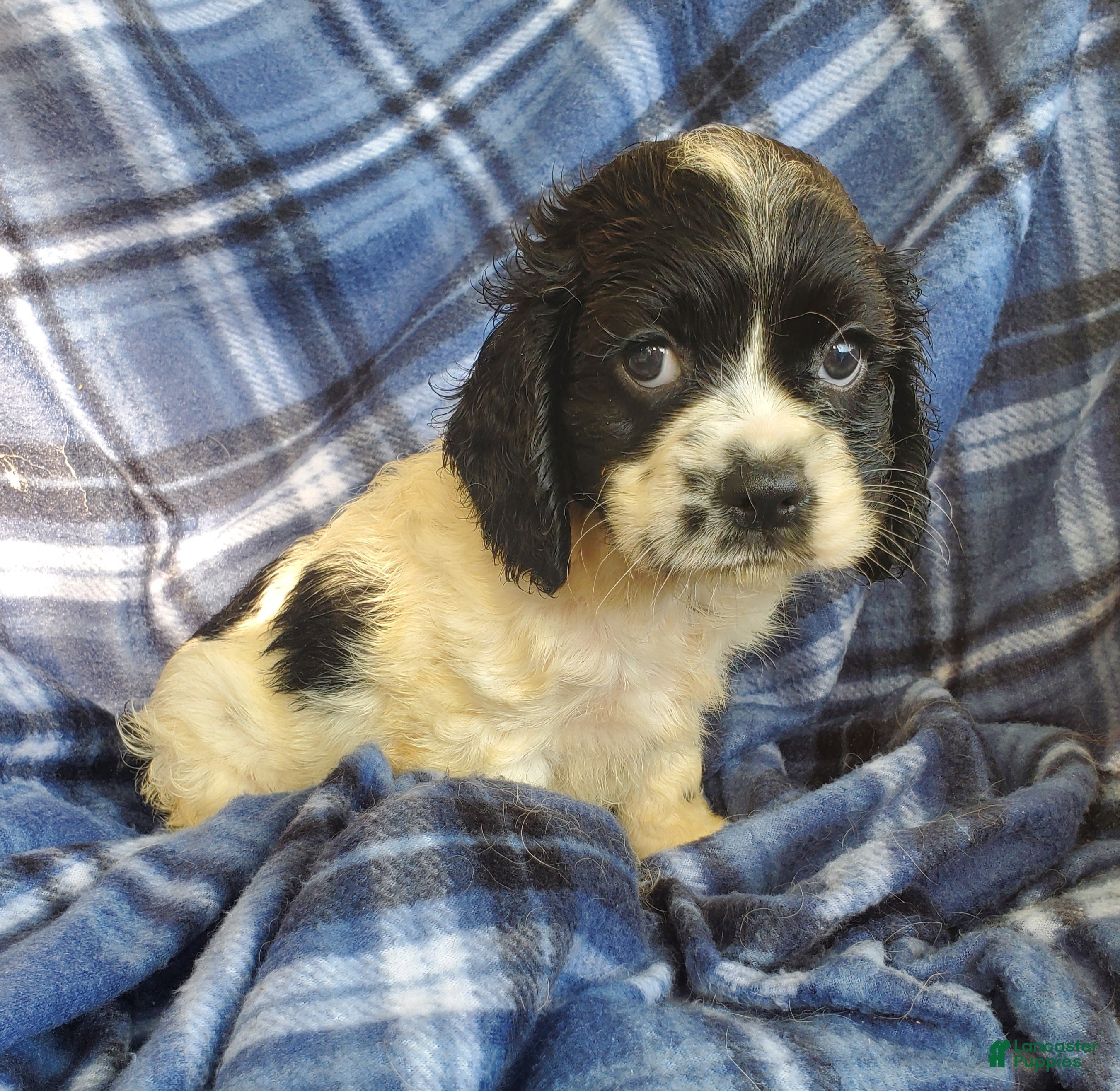 Cocker Spaniel dogs Frankie - Ad 2