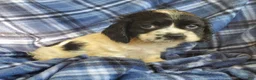 Cocker Spaniel dogs for sale: Frankie - Ad 2
