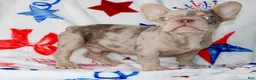 French Bulldog dogs for sale: Ace - Ad 4