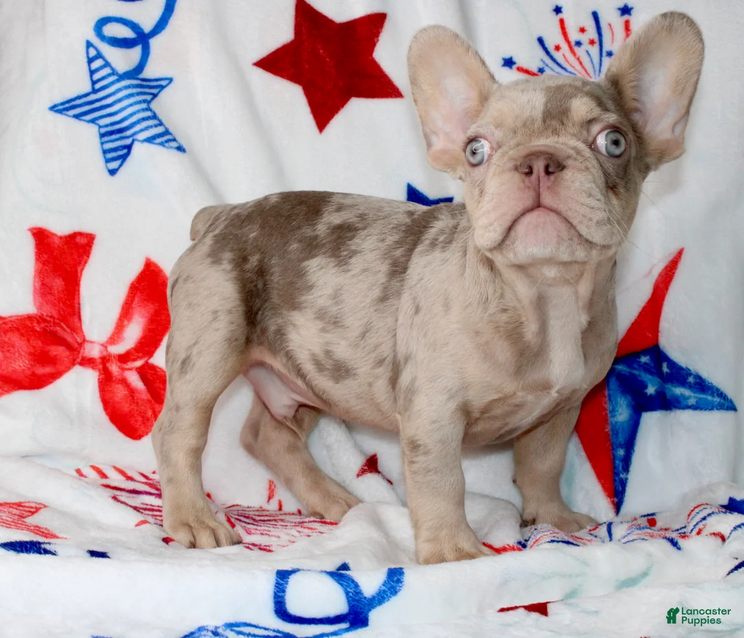 French Bulldog dogs for sale: Ace - Ad 4