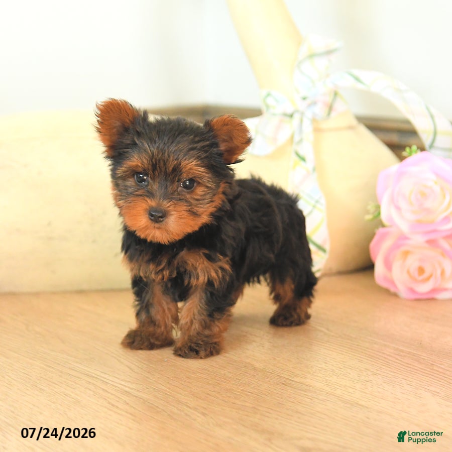 Yorkshire Terrier dogs Mason - Ad 2
