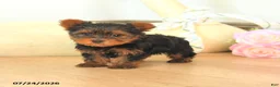 Yorkshire Terrier dogs for sale: Mason - Ad 2