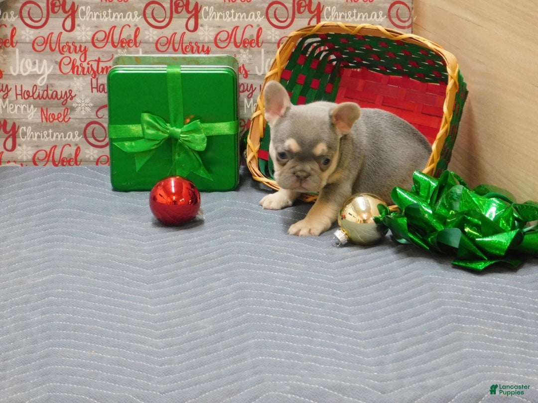 French Bulldog dogs for sale: Benny - Ad 5