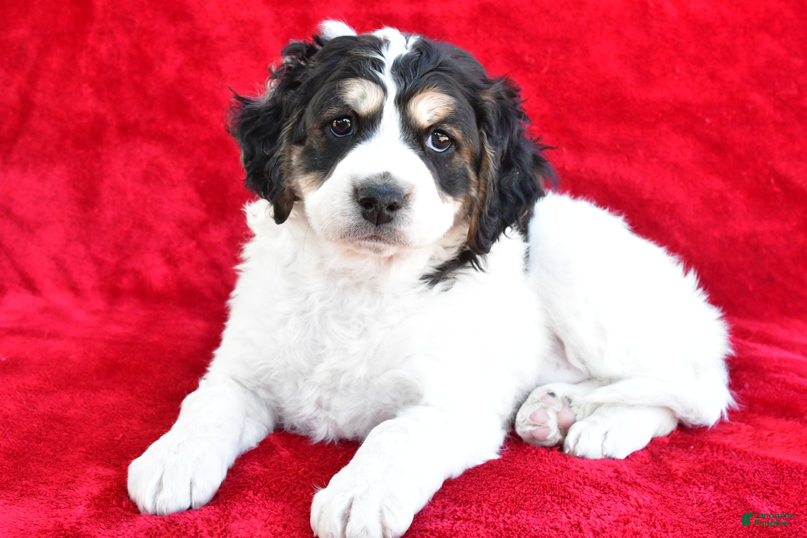 Mixed Breed dogs Colleen - Ad 2