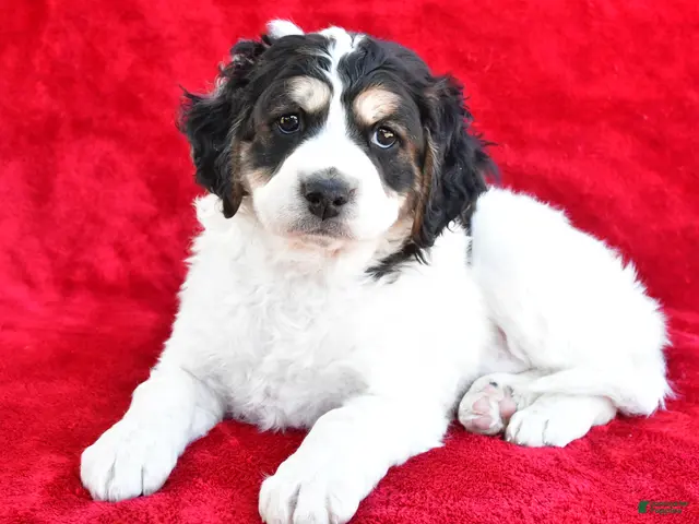 Mixed Breed dogs Colleen - Ad 2
