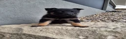 German Shepherd dogs for sale: Sasha - Ad 3
