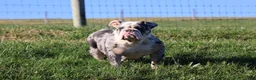 English Bulldog dogs for sale: Maestro - Ad 7