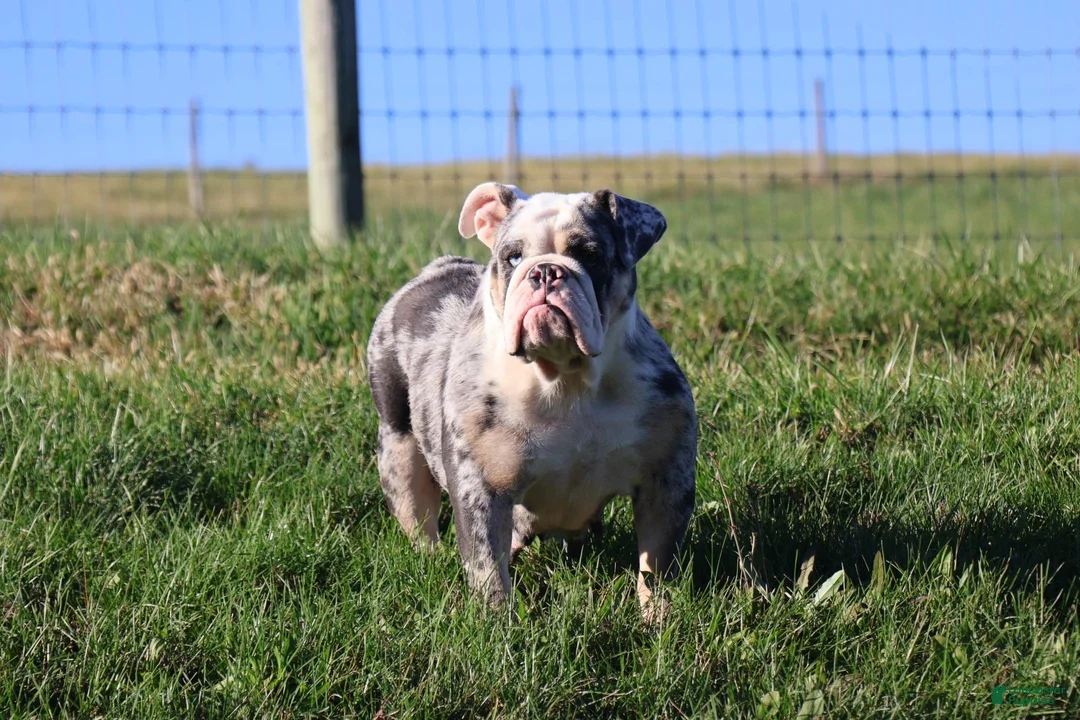 English Bulldog dogs for sale: Maestro - Ad 7