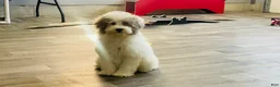 Miniature Poodle dogs for sale: Dimples Miniature Poodle  - Ad 10
