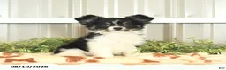 Papillon dogs for sale: Mitch - Ad 8