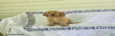 Sparky