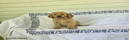 Golden Retriever dogs for sale: Sparky - Ad 1