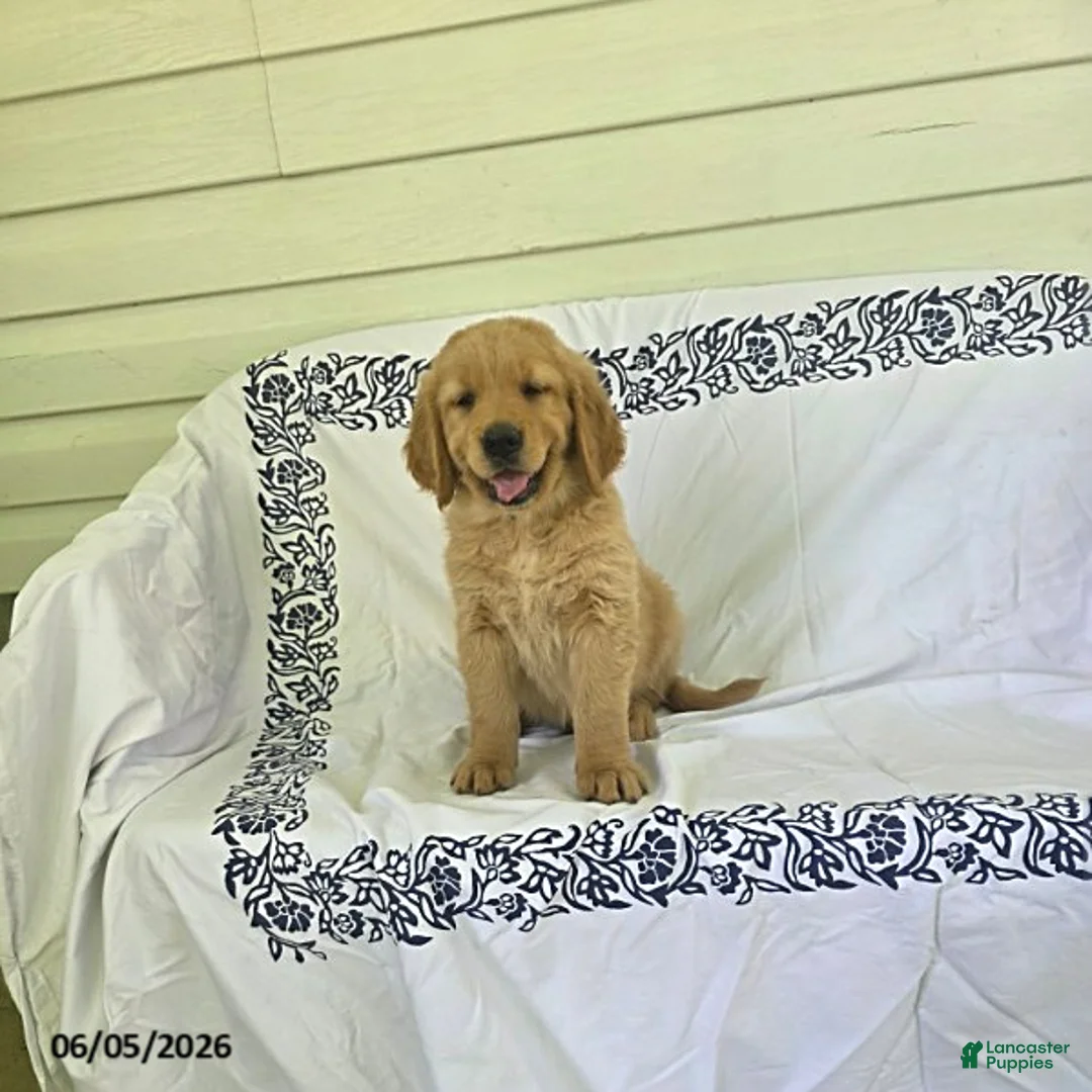 Golden Retriever dogs for sale: Sparky - Ad 1