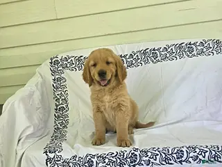 Golden Retriever dogs for sale: Sparky - Ad 4