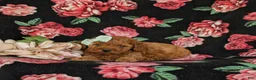 Miniature Poodle dogs for sale: Stephie - Ad 7
