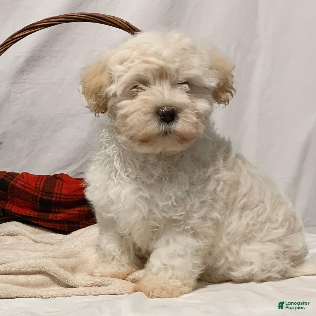 Havanese dogs for sale: Willow - Ad 1