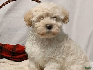 Havanese dogs Willow - Ad 33