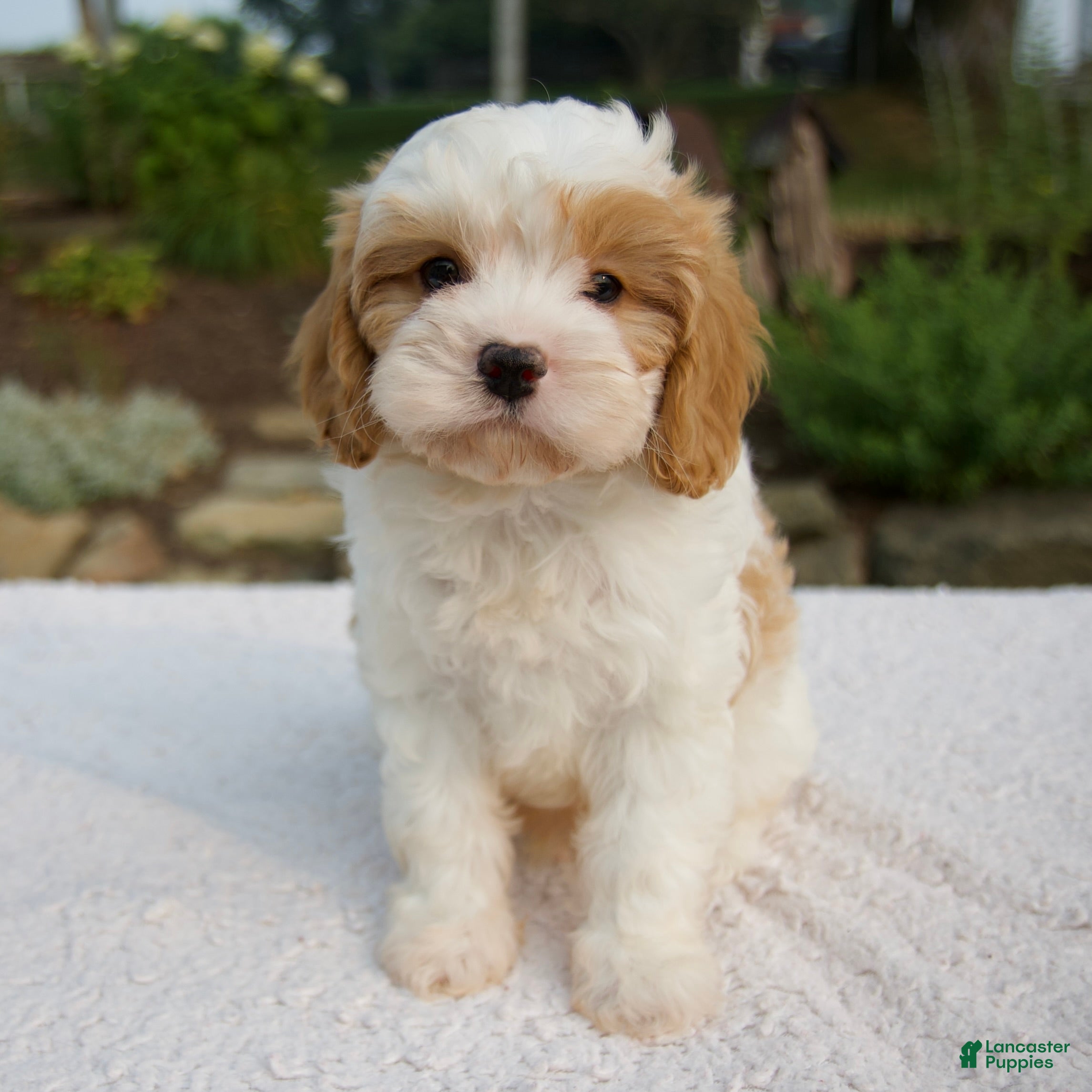 Cavapoo dogs Diego - Ad 1