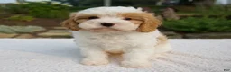 Cavapoo dogs for sale: Diego - Ad 1