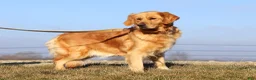 Goldendoodle dogs for sale: Champ - Ad 9