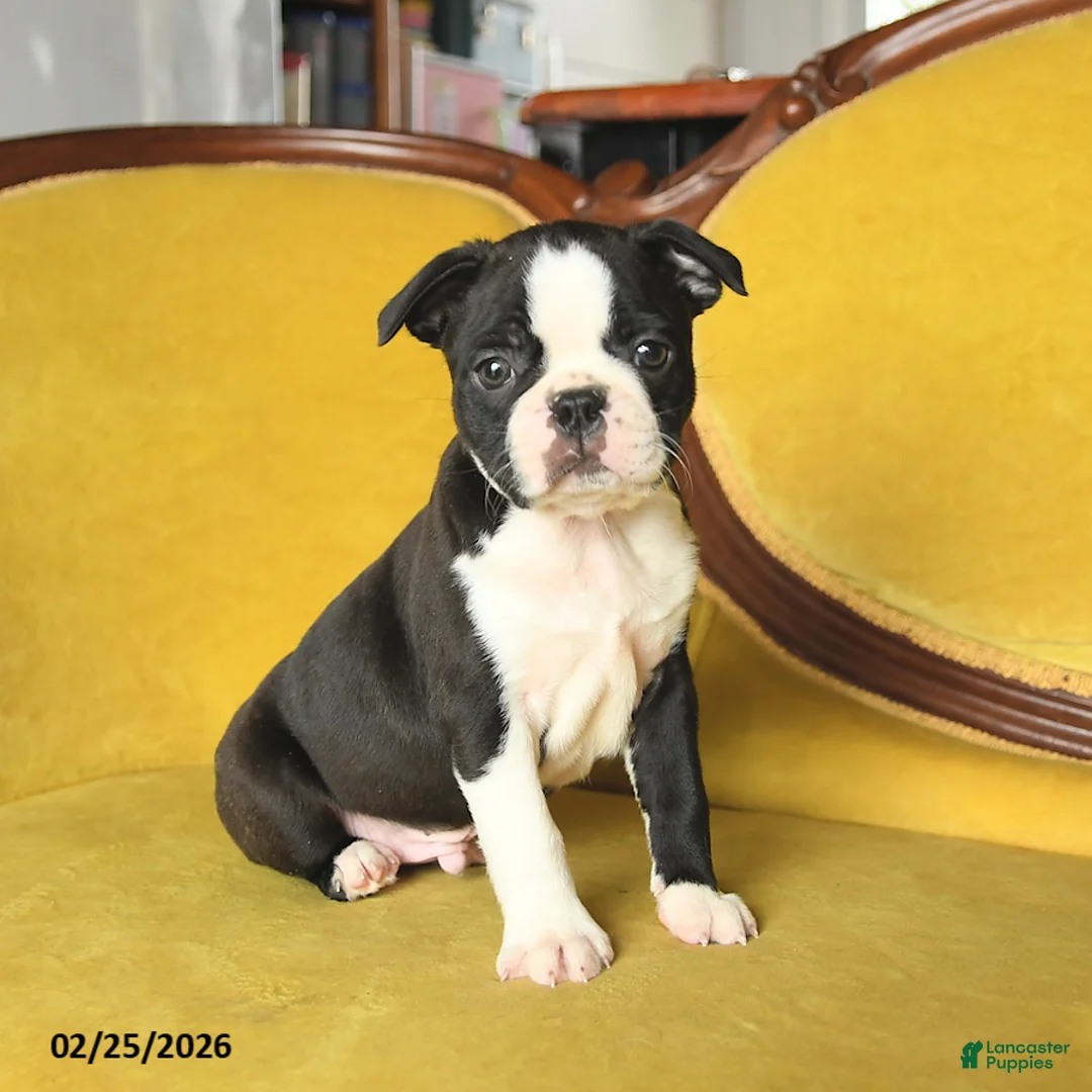 Boston Terrier dogs for sale: Shane - Ad 1