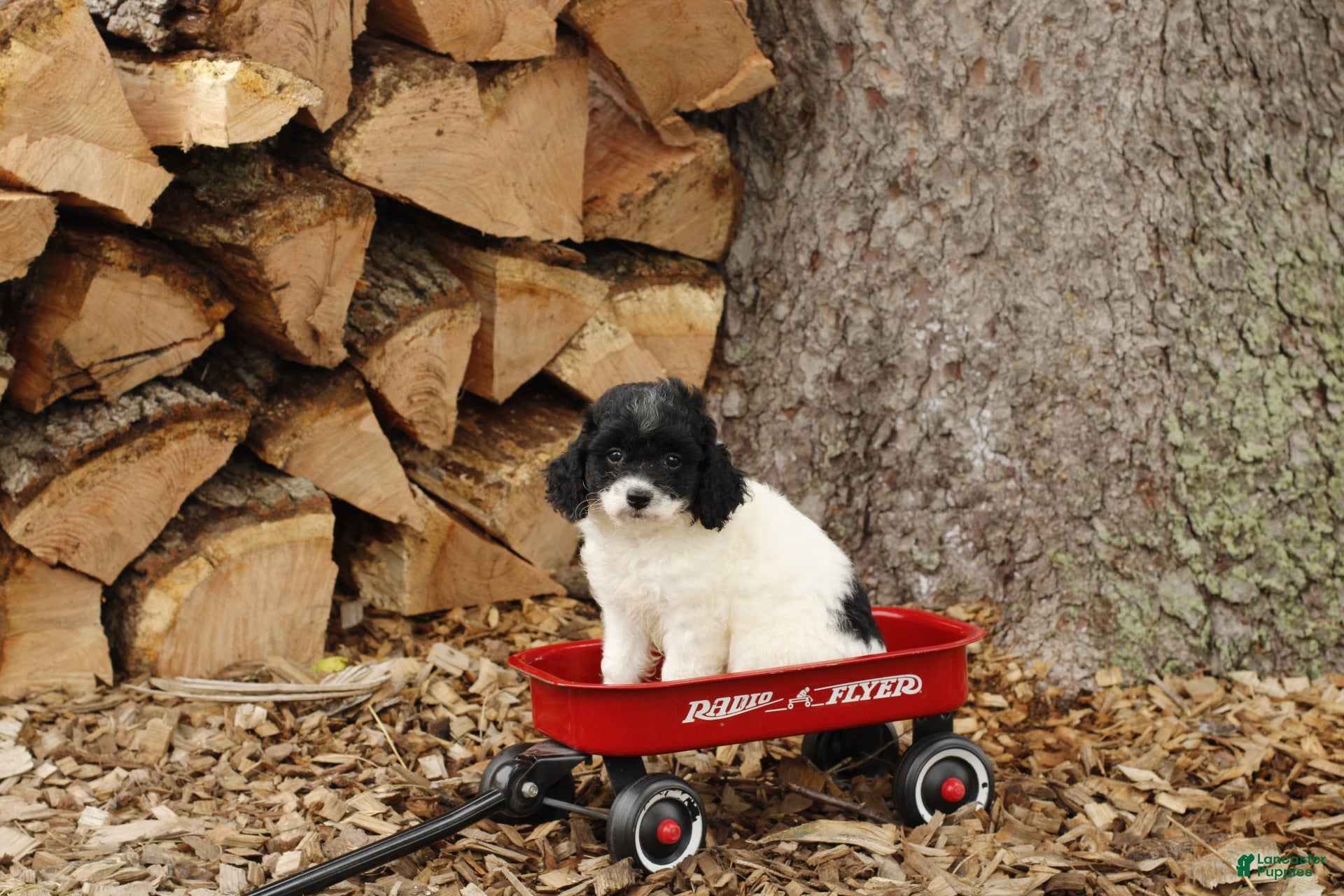 Cockapoo dogs for sale: Cookies 'n' Cream - Ad 4