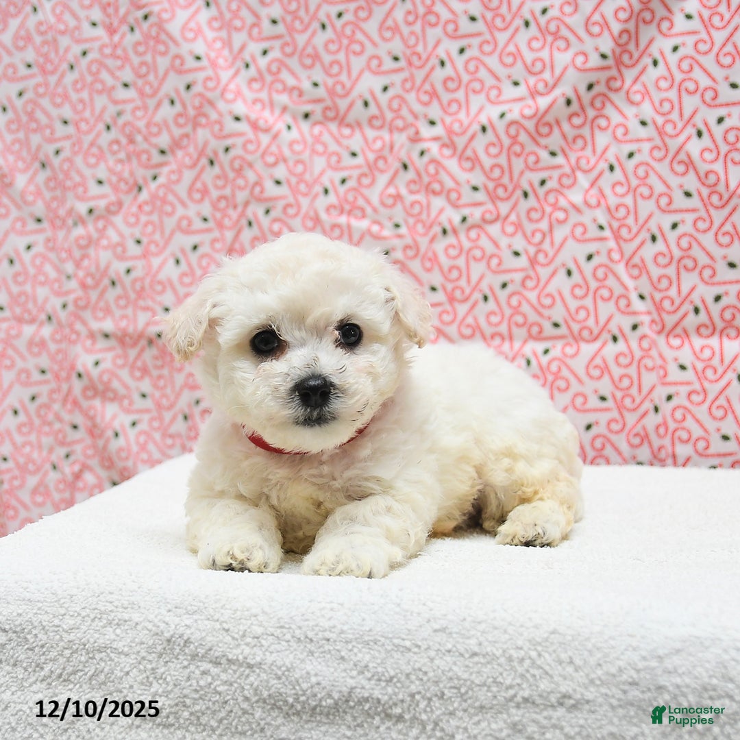 Bichon Frise dogs for sale: Pepper - Ad 5