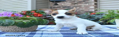 Tara
