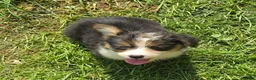 Welsh Corgi Pembroke dogs for sale: Duffy the fluffy - Ad 8