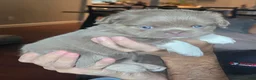 French Bulldog dogs for sale: Bella - Ad 4