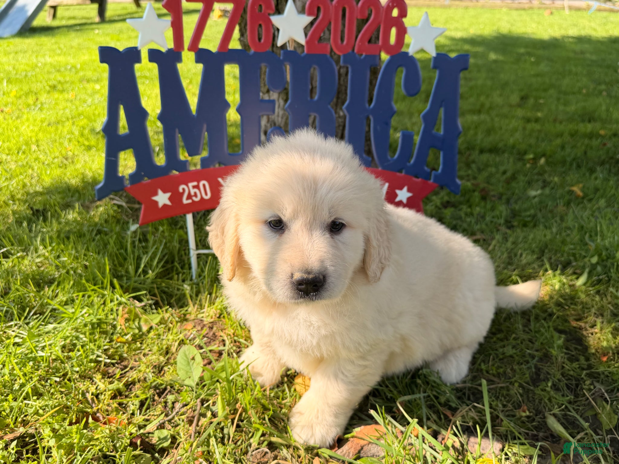 Golden Retriever dogs Pickle  - Ad 2