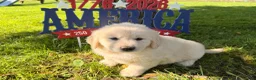 Golden Retriever dogs for sale: Pickle  - Ad 2