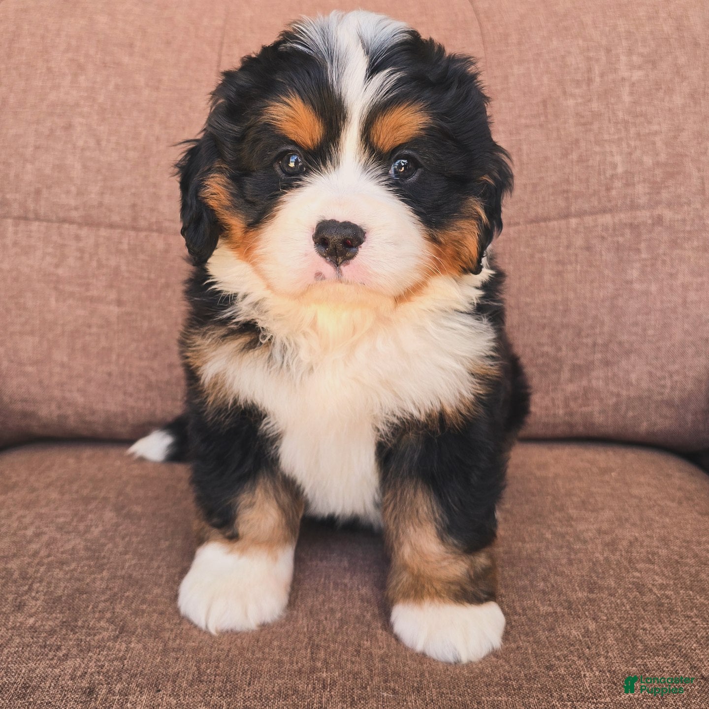 Miniature Bernese Mountain Dog dogs Negroni [Reserved] - Ad 1