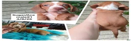 Miniature Dachshund dogs for sale: Sugar pies red and white boy. Hand delivery - Ad 2