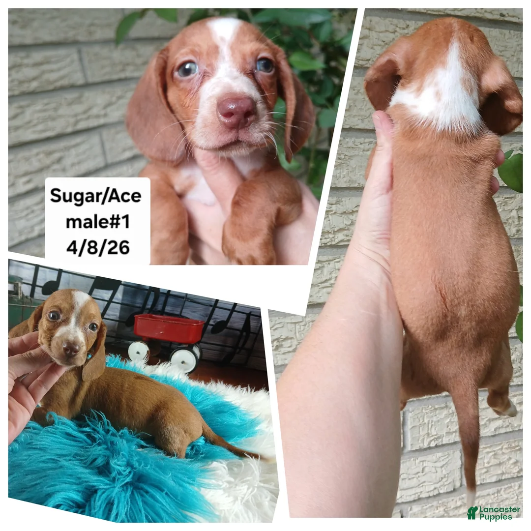 Miniature Dachshund dogs for sale: Sugar pies red and white boy. Hand delivery - Ad 2