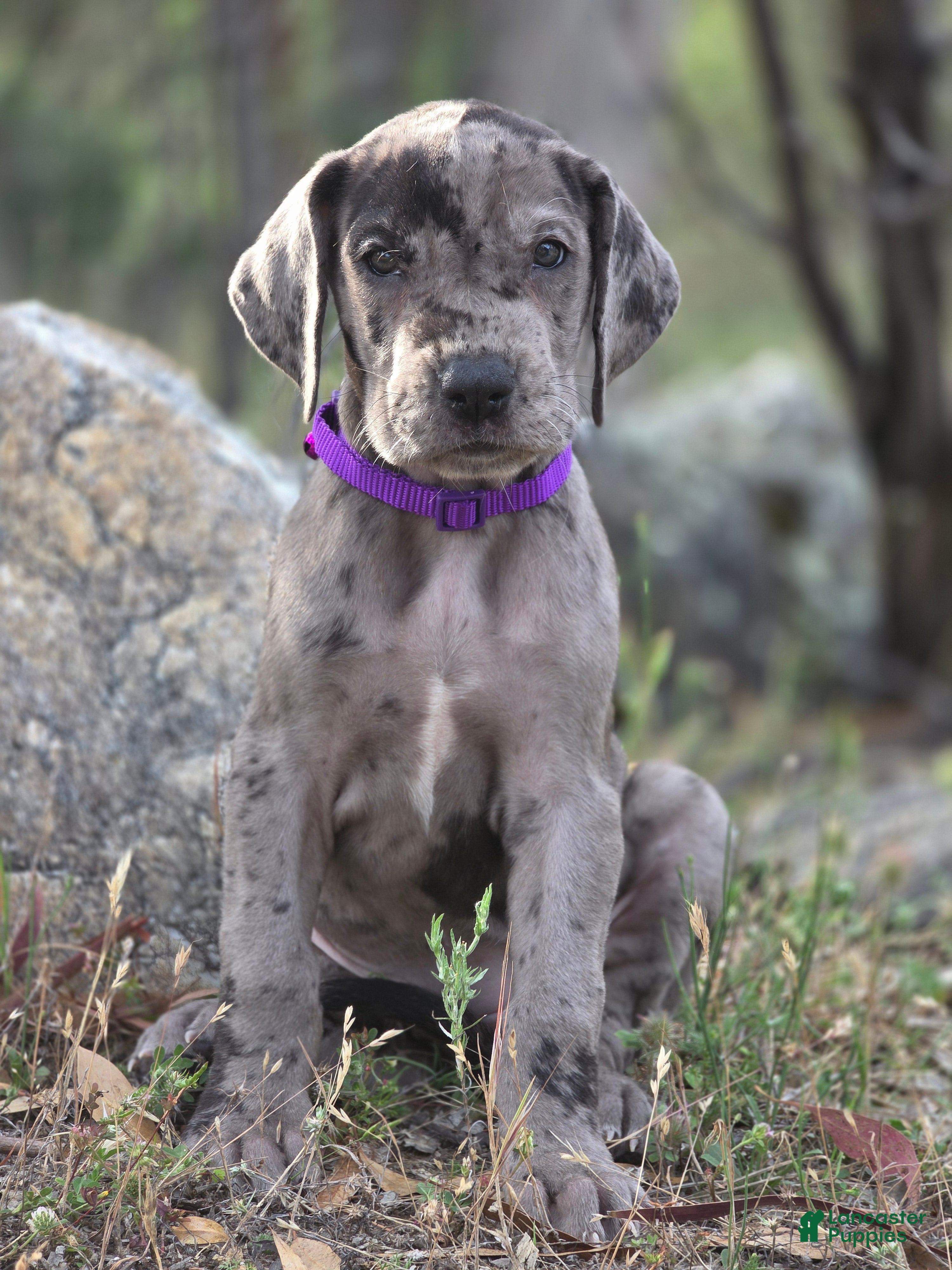Great Dane dogs for sale: Opana - Ad 2