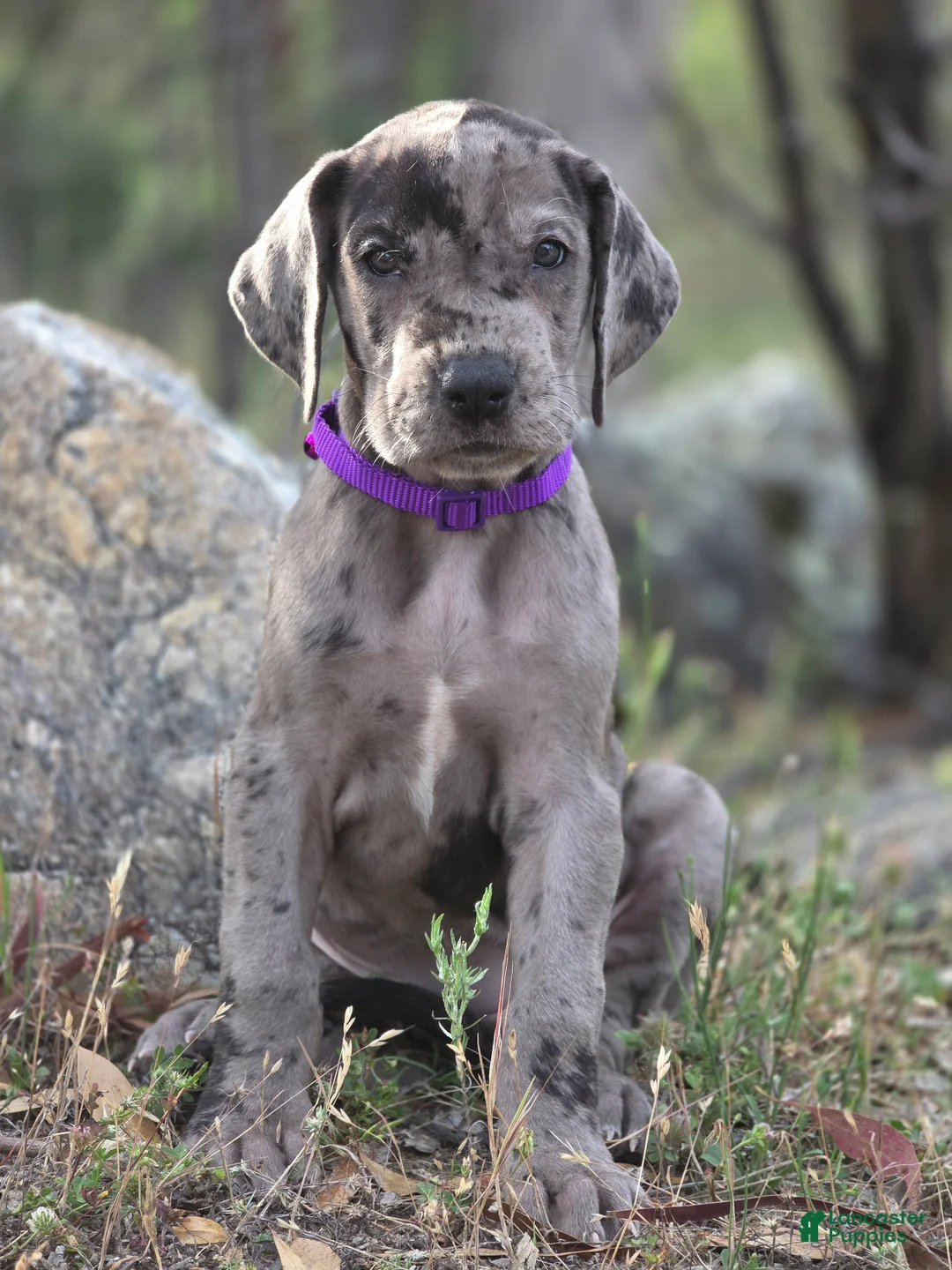 Great Dane dogs for sale: Opana - Ad 1