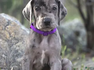 Great Dane dogs for sale: Opana - Ad 2