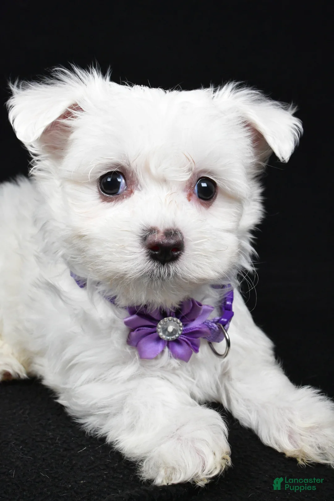 Maltese dogs for sale: Minty - Ad 5