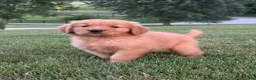 Golden Retriever dogs for sale: Huck - Ad 3