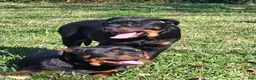 Rottweiler dogs for sale: Silk - Ad 3