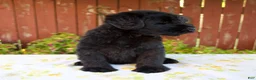 Giant Schnauzer dogs for sale: Renae - Ad 3