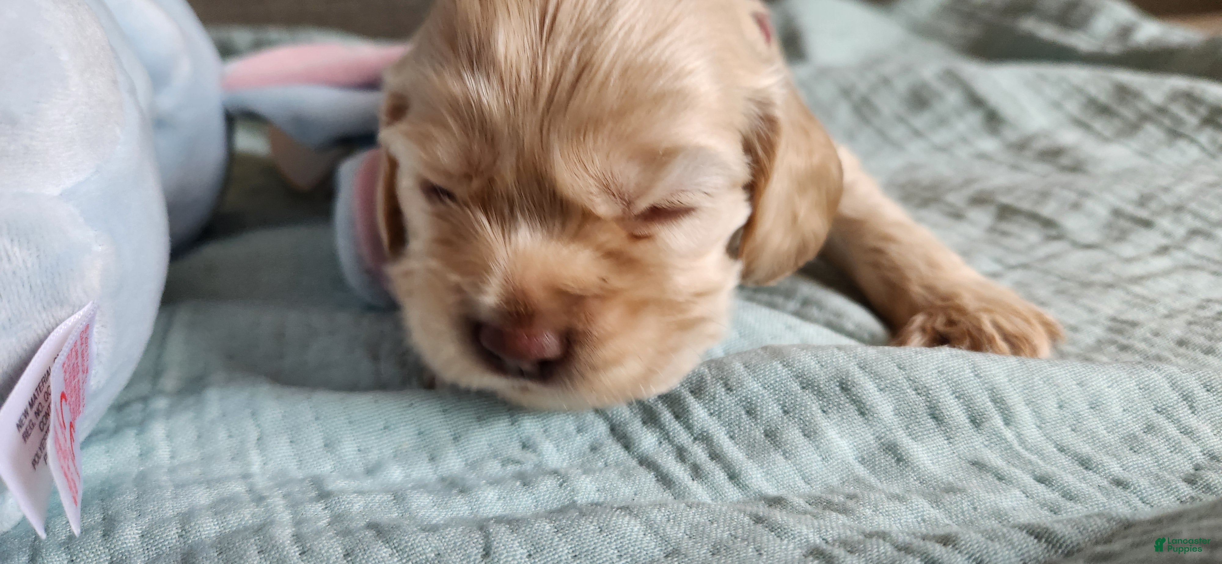Cocker Spaniel dogs Cocker Spaniel 3 - Ad 2