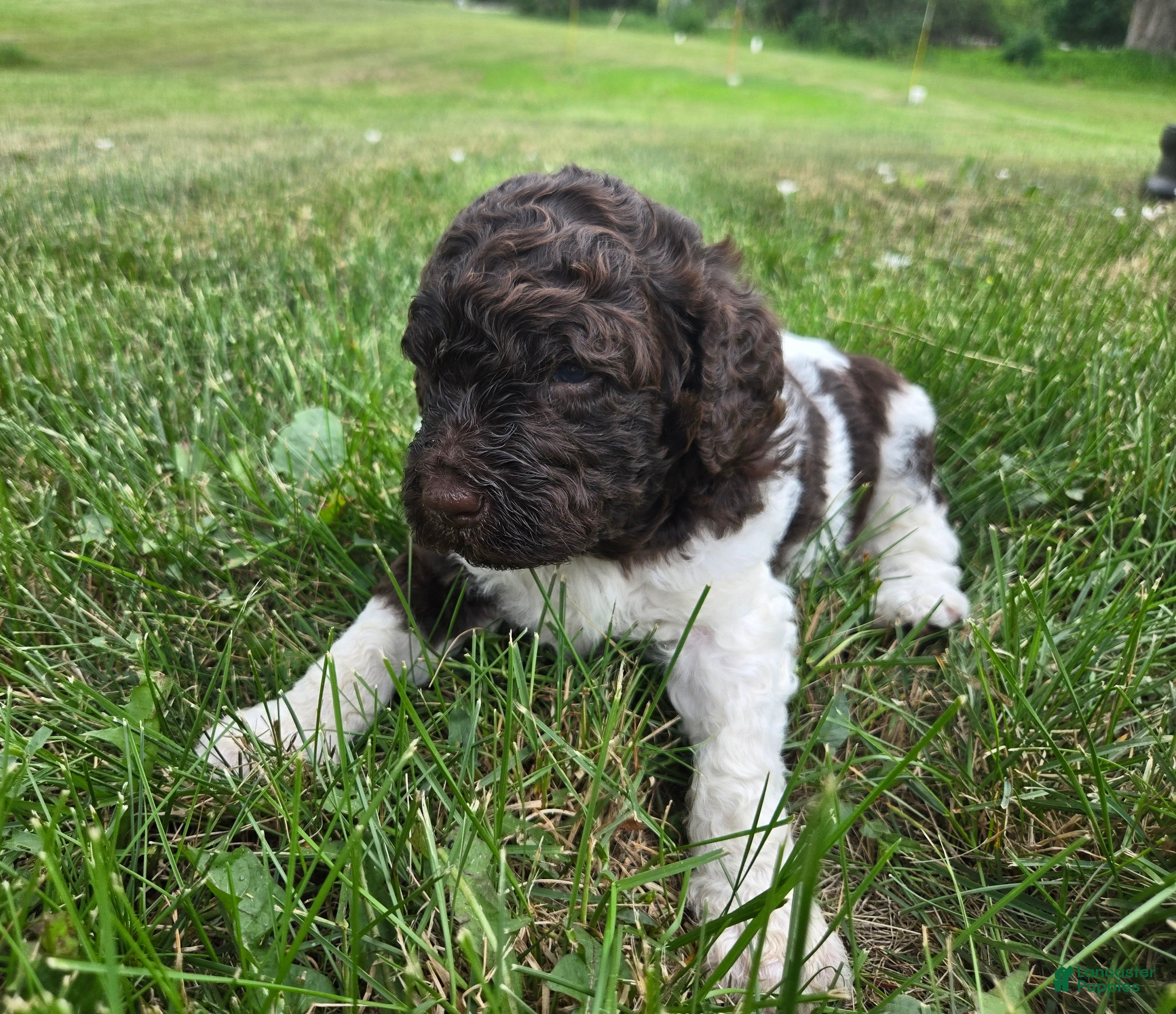 Newfypoo dogs Mr. Pibb - Ad 5